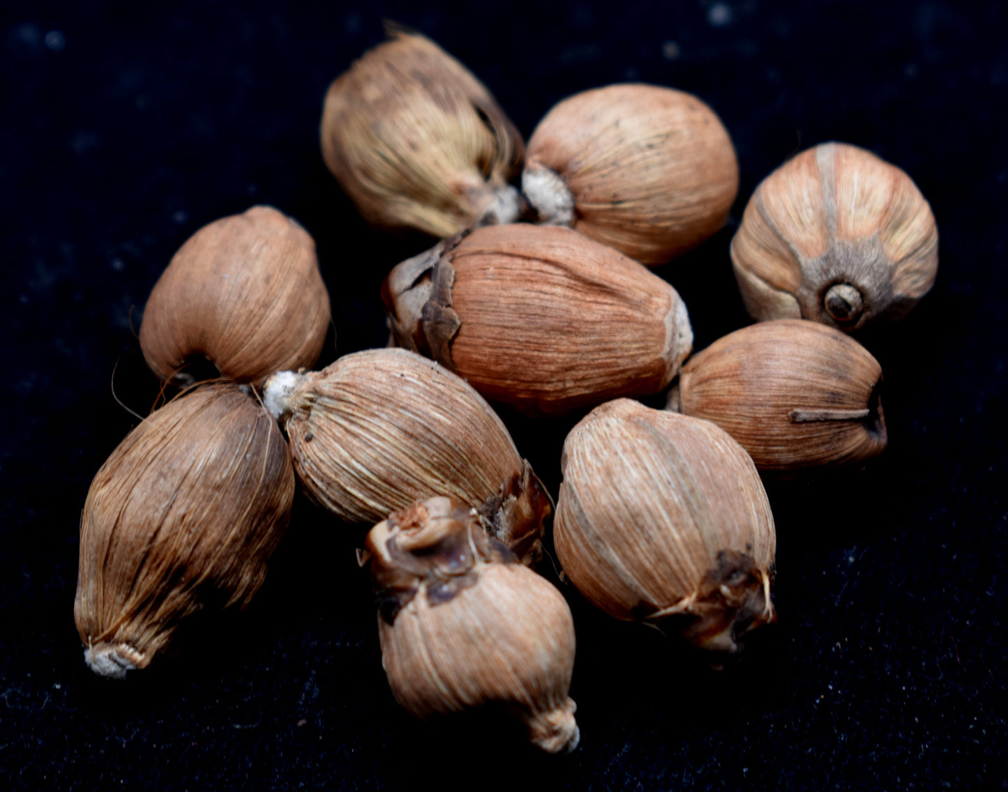 Laghu Nariyal- Small Coconuts.