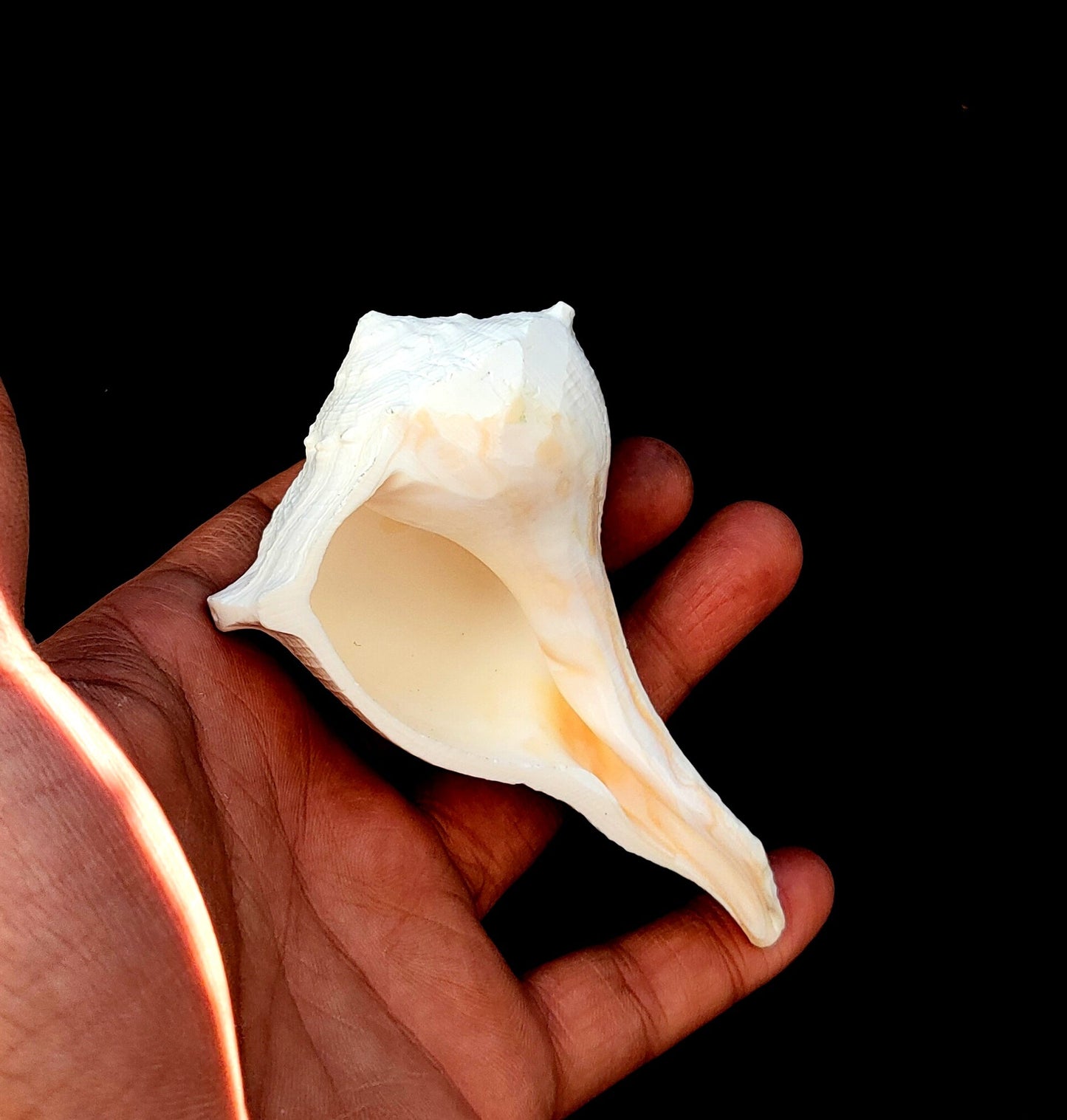 Natural Shank/Laxmi Shank for Pooja, Right Handed Conch Shell, Pooja, Rituals, Astrology,