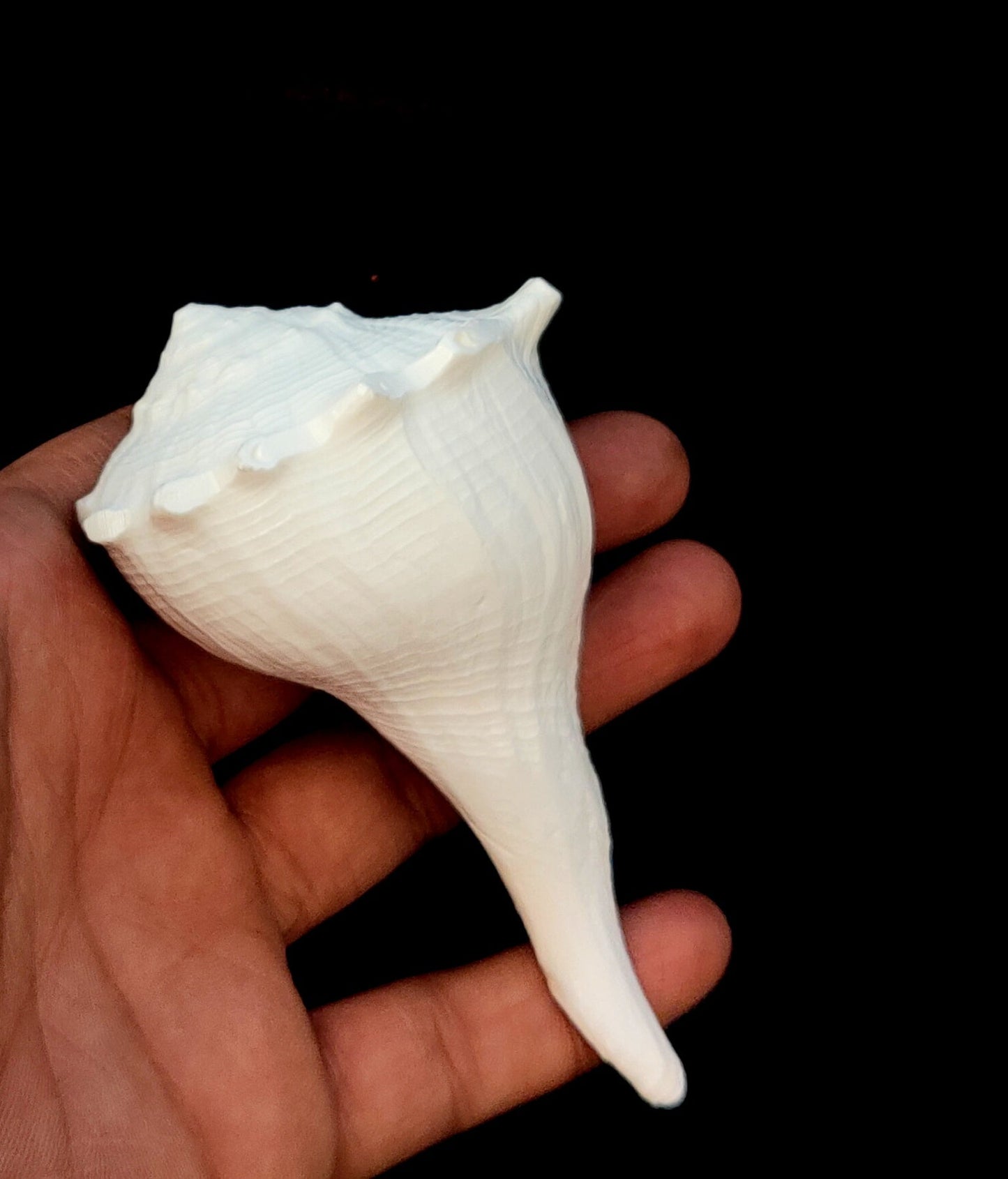 Natural Shank/Laxmi Shank for Pooja, Right Handed Conch Shell, Pooja, Rituals, Astrology,