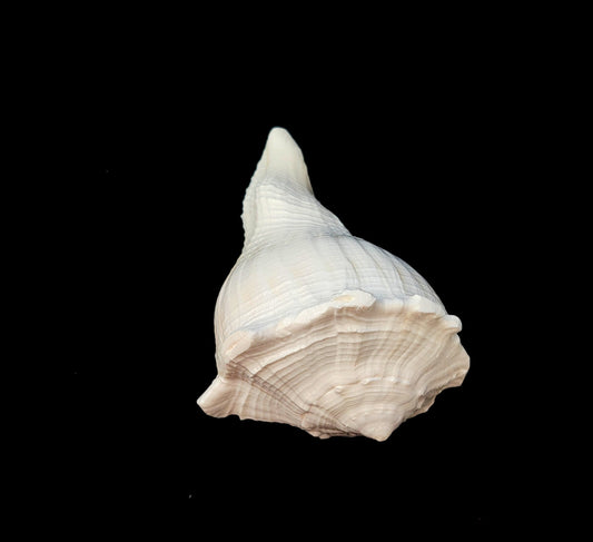 Natural Shank/Laxmi Shank for Pooja, Right Handed Conch Shell, 3.75 inch, Pooja, Rituals, Astrology,