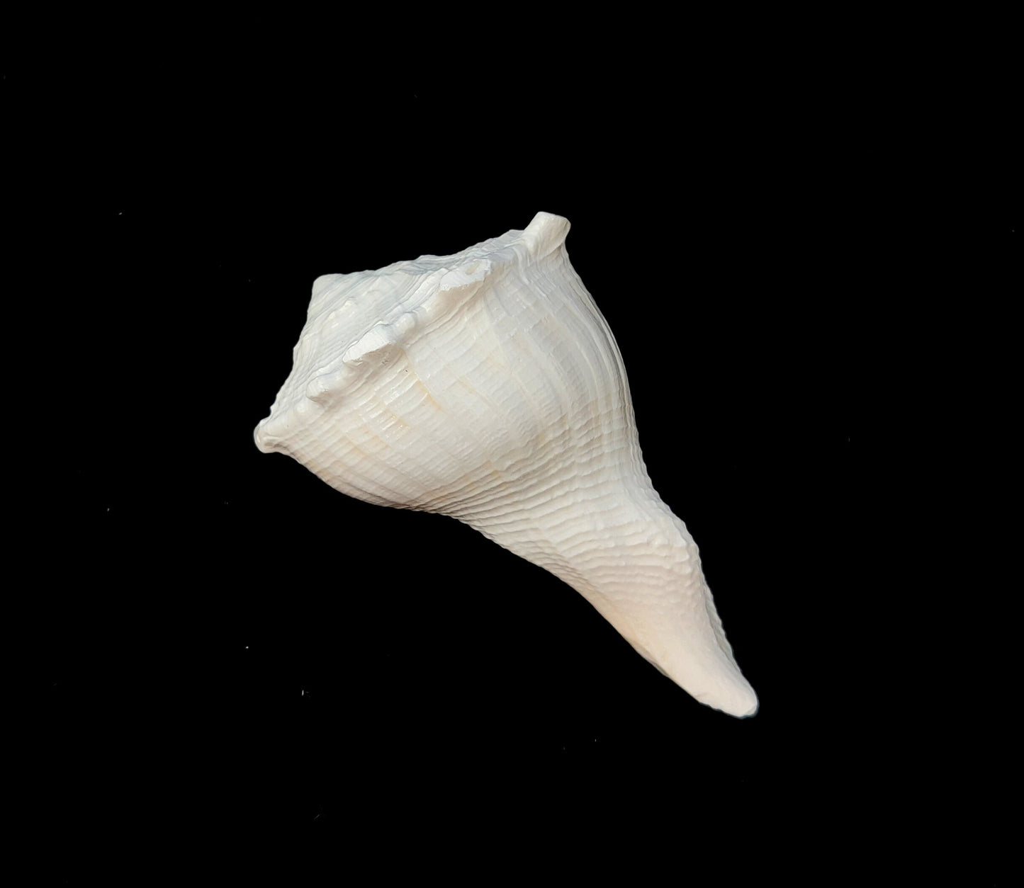 Natural Shank/Laxmi Shank for Pooja, Right Handed Conch Shell, 3.75 inch, Pooja, Rituals, Astrology,