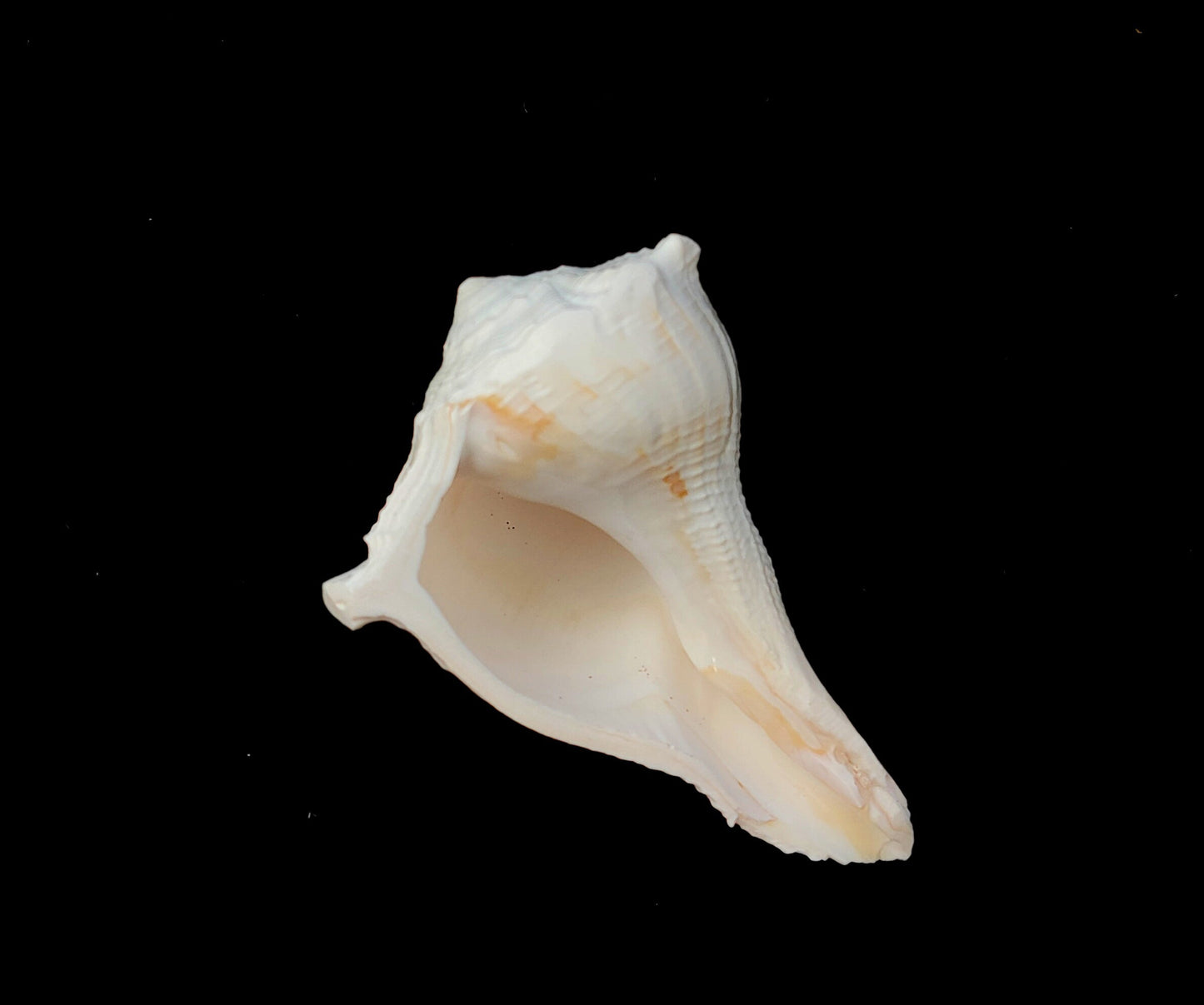 Natural Shank/Laxmi Shank for Pooja, Right Handed Conch Shell, 3.75 inch, Pooja, Rituals, Astrology,