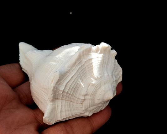 Natural Shank/Laxmi Shank for Pooja, Right Handed Conch Shell, 3.75 inch, Pooja, Rituals, Astrology,